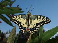 180814_Papilio machaon_Oerrel.jpg