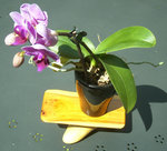 Blumenhocker mit Orchidee
