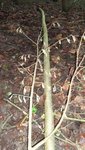 K640_K800_DSCF0892.JPG (133.44 KiB) 5790 mal betrachtet Knospen
