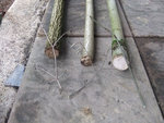 Knospen.jpg (184.53 KiB) 5751 mal betrachtet Äste mit Knospen