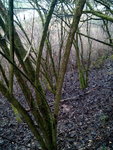 IMG_20151231_1135581.jpg (383.57 KiB) 13483 mal betrachtet Habitat