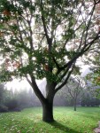 Aus genau diesem Grunde, und weil der Baum genau so alt ist wie ich, ist es mein absoluter Lieblingsbaum