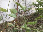 B0C3223F-C751-4CBE-81FD-28E95527CFF1.jpeg (197.25 KiB) 17956 mal betrachtet Knospen