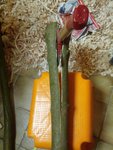 IMG_20180103_165000.jpg (241.95 KiB) 14627 mal betrachtet Da ich gerade einen leichten Hexenschuss habe kam die Axt statt des Ziehmessers zu Einsatz, ist weniger anstrengend.