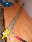 stengel.JPG (521.16 KiB) 15818 mal betrachtet Die Tatwaffe und das "Steckerl", noch 188 cm lang, 4-6 cm Durchmesser, und schlänglig.