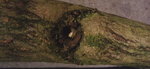 Astknubbel