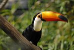 GIPE25_-_Un_Toucan_toco_(by-sa)2.jpg