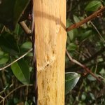 Fresskanal ? sieht aus als ob da wer unterdurch wollte