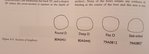 Bogenprofile.jpg (94.94 KiB) 5043 mal betrachtet Quelle: Weapons of Warre - Part 2, published 2011 by the Mary Rose Trust Ltd
