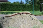 IMG_1235.JPG
