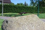IMG_1237.JPG