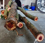 Stirnseiten der Äste