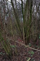 20190101_133514.jpg (829.52 KiB) 16290 mal betrachtet Das Haselnuss-Habitat