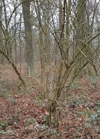 20190101_144828.jpg (1006.93 KiB) 16290 mal betrachtet Das Holunder-Habitat