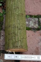 20190101_153432.jpg (641.21 KiB) 16290 mal betrachtet Hainbuchenrinde und Stave-Durchmesser