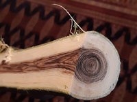 Schwarzer Kern im Goldregen