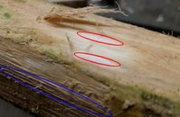 rote Markierung = Holz<br />blaue Markierung = Bast = weg machen