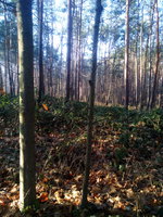 Roteiche 1 Habitat