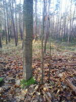 Habitat Roteiche 3