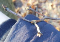 Roteiche 3 Knospe