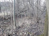 20200102_15j2535.jpg (627.97 KiB) 7886 mal betrachtet Die Esche links wäre auch ganz schön gewesen, leider halt n bissle zu dick