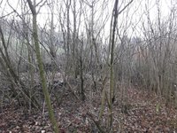 120200102_154040.jpg (650.75 KiB) 7886 mal betrachtet Einer am Anderen