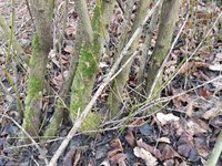 120200102_154239.jpg (1.06 MiB) 7886 mal betrachtet Hier ein Bild zu den grünen Trieben