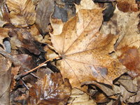 Detailfotos von Blatt