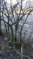 Habitat nach dem Fällen