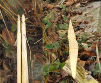 Die Pfeilspitze links misst 5/16"