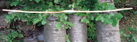 03 Hasel-Mölle abgespannt Bauch oben oWA rechts.jpg