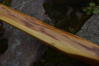 9.jpg (305.64 KiB) 3127 mal betrachtet Links Splint-, rechts Kernholz