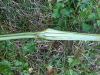 Anschließend den Halm längs aufbrechen