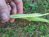 Den Halm knicken und somit die äußere faserige Hülle vom inneren zu trennen