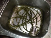 Vor dem aufkleben in warmem Wasser wieder einweichen