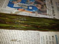 Ansonsten das gleiche Spiel wie beim Sehnenbacking. Bogenrücken aufrauhen, entfetten und mit Hautleim grundieren. Die Faserbündel durch den Leim ziehen und aufbringen