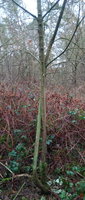 Habitat