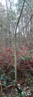 Habitat danach