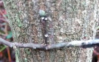 Knospe (leider unscharf)