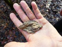 Blatt Hartriegel