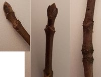 Die Knospen