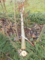 DSCN0676.JPG (484.96 KiB) 9046 mal betrachtet abgesägt mit dieser Säge, das erste mal geschnauft im neuen Jahr