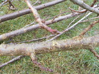 DSCN0678.JPG (476.79 KiB) 9046 mal betrachtet Rinde und Knospe erinnern an Kirsche