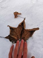 Bergahorn Blatt