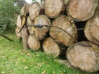 Osage Recurve stark geräuchert