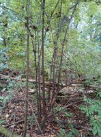 IMG_20210929_132349_1.jpg