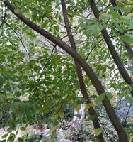 Prunus Padus.jpg