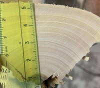 IMG_1638_2.jpg (887.31 KiB) 4796 mal betrachtet Gruppe 2: Ulme