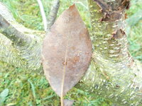 ein Blatt, hoffe mal von diesen Baum