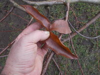 noch mehr Blätter und Zweige